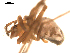  ( - BGSPI-03-C06)  @12 [ ] CreativeCommons - Attribution  Gergin Blagoev, Centre for Biodiversity Genomics Centre for Biodiversity Genomics