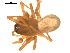  ( - BGSPI-03-C10)  @12 [ ] CreativeCommons - Attribution  Gergin Blagoev, Centre for Biodiversity Genomics Centre for Biodiversity Genomics