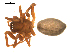  ( - BGSPI-03-C11)  @12 [ ] CreativeCommons - Attribution  Gergin Blagoev, Centre for Biodiversity Genomics Centre for Biodiversity Genomics