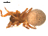  ( - BGSPI-03-C12)  @12 [ ] CreativeCommons - Attribution  Gergin Blagoev, Centre for Biodiversity Genomics Centre for Biodiversity Genomics