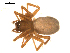  ( - BGSPI-03-D08)  @13 [ ] CreativeCommons - Attribution  Gergin Blagoev, Centre for Biodiversity Genomics Centre for Biodiversity Genomics
