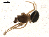  (Trichoncoides - BIOUG00040-H04)  @12 [ ] Copyright  G. Blagoev 2010 Unspecified