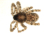  (Pardosa hortensis - BIOUG00161-F11)  @14 [ ] Copyright  G. Blagoev 2010 Unspecified