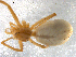  (Thanatus sabulosus - BIOUG00163-A02)  @11 [ ] Copyright  G. Blagoev 2010 Unspecified