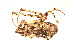  ( - BIOUG00524-F02)  @13 [ ] Copyright  G. Blagoev 2010 Unspecified