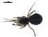  (Araeoncus humilis - BIOUG00529-B08)  @13 [ ] Copyright  G. Blagoev 2010 Unspecified