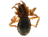  ( - BIOUG31825-B09)  @11 [ ] CreativeCommons - Attribution (2019) CBG Photography Group Centre for Biodiversity Genomics