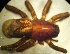  ( - CCDB-10206-E06)  @12 [ ] Copyright  A. Nadolny 2011 Unspecified
