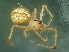  (Theridion melanostictum - BIOUG01629-H09)  @14 [ ] Copyright  N. Fritzen 2011 Unspecified