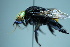  ( - RE21-UD-HYM-0203)  @11 [ ] Copyright (2024) Sara Leonhardt Plant-Insect Interactions - Technische Universität München