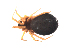  (Pelecopsis elongata - BIOUG00884-F01)  @13 [ ] Copyright  G. Blagoev 2010 Unspecified
