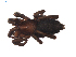  (Zelotes galunae - BIOUG00884-F11)  @13 [ ] Copyright  G. Blagoev 2010 Unspecified