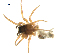  (Idionella sclerata - BIOUG75003-C08)  @11 [ ] CreativeCommons - Attribution Non-Commercial Share-Alike (2022) Centre for Biodiversity Genomics Centre for Biodiversity Genomics