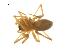  (Islandiana lewisi - BIOUG75003-C11)  @11 [ ] CreativeCommons - Attribution Non-Commercial Share-Alike (2022) Centre for Biodiversity Genomics Centre for Biodiversity Genomics
