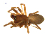  (Tmeticus maximus - BIOUG75003-D04)  @11 [ ] CreativeCommons - Attribution Non-Commercial Share-Alike (2022) Centre for Biodiversity Genomics Centre for Biodiversity Genomics