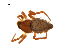  (Euryopis spinigera - BIOUG75003-E05)  @11 [ ] CreativeCommons - Attribution Non-Commercial Share-Alike (2022) Centre for Biodiversity Genomics Centre for Biodiversity Genomics
