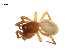  (Robertus frontatus - BIOUG75003-F01)  @11 [ ] CreativeCommons - Attribution Non-Commercial Share-Alike (2022) Centre for Biodiversity Genomics Centre for Biodiversity Genomics