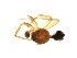  (Grammonota maculata - BIOUG75004-B01)  @11 [ ] CreativeCommons - Attribution Non-Commercial Share-Alike (2022) Centre for Biodiversity Genomics Centre for Biodiversity Genomics