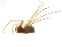  (Porrhomma cavernicola - BIOUG75004-C10)  @11 [ ] CreativeCommons - Attribution Non-Commercial Share-Alike (2022) Centre for Biodiversity Genomics Centre for Biodiversity Genomics