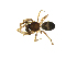  (Scotinella goodnighti - BIOUG75004-E03)  @11 [ ] CreativeCommons - Attribution Non-Commercial Share-Alike (2022) Centre for Biodiversity Genomics Centre for Biodiversity Genomics