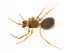  (Dipoena abdita - BIOUG75004-E07)  @11 [ ] CreativeCommons - Attribution Non-Commercial Share-Alike (2022) Centre for Biodiversity Genomics Centre for Biodiversity Genomics