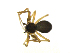  (Agyneta minorata - BIOUG75004-F07)  @11 [ ] CreativeCommons - Attribution Non-Commercial Share-Alike (2022) Centre for Biodiversity Genomics Centre for Biodiversity Genomics