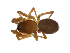  (Tapinocyba sp. 1MAM - BIOUG75004-G01)  @11 [ ] CreativeCommons - Attribution Non-Commercial Share-Alike (2022) Centre for Biodiversity Genomics Centre for Biodiversity Genomics