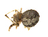  (Theridion sp. 1MAM - BIOUG75004-G02)  @11 [ ] CreativeCommons - Attribution Non-Commercial Share-Alike (2022) Centre for Biodiversity Genomics Centre for Biodiversity Genomics
