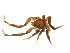  (Zelotes lymnophilus - BIOUG75005-E02)  @11 [ ] CreativeCommons - Attribution Non-Commercial Share-Alike (2022) Centre for Biodiversity Genomics Centre for Biodiversity Genomics