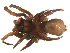  (Antrodiaetus unicolor - BIOUG75010-G09)  @11 [ ] CreativeCommons - Attribution Non-Commercial Share-Alike (2022) Centre for Biodiversity Genomics Centre for Biodiversity Genomics