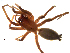  (Drassodes gosiutus - BIOUG90617-B12)  @11 [ ] CreativeCommons - Attribution Non-Commercial Share-Alike (2022) Centre for Biodiversity Genomics Centre for Biodiversity Genomics