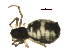  ( - BIOUG90617-H01)  @11 [ ] CreativeCommons - Attribution Non-Commercial Share-Alike (2022) Centre for Biodiversity Genomics Centre for Biodiversity Genomics