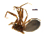  (Phrurotimpus palustris - BIOUG90617-H03)  @11 [ ] CreativeCommons - Attribution Non-Commercial Share-Alike (2022) Centre for Biodiversity Genomics Centre for Biodiversity Genomics