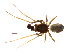  (Agyneta barrowsi - BIOUG90618-A12)  @11 [ ] CreativeCommons - Attribution Non-Commercial Share-Alike (2022) Centre for Biodiversity Genomics Centre for Biodiversity Genomics