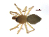  (Diplocentria hiberna - BIOUG90618-D03)  @11 [ ] CreativeCommons - Attribution Non-Commercial Share-Alike (2022) Centre for Biodiversity Genomics Centre for Biodiversity Genomics