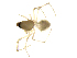  (Ceratinopsis sp. 1MM - BIOUG90618-E02)  @11 [ ] CreativeCommons - Attribution Non-Commercial Share-Alike (2022) Centre for Biodiversity Genomics Centre for Biodiversity Genomics