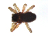  (Idionella formosa - BIOUG90618-E03)  @11 [ ] CreativeCommons - Attribution Non-Commercial Share-Alike (2022) Centre for Biodiversity Genomics Centre for Biodiversity Genomics