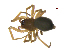  (Islandiana sp. 5MM - BIOUG90618-E07)  @11 [ ] CreativeCommons - Attribution Non-Commercial Share-Alike (2022) Centre for Biodiversity Genomics Centre for Biodiversity Genomics