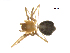  (Islandiana sp. 7MM - BIOUG90618-E09)  @11 [ ] CreativeCommons - Attribution Non-Commercial Share-Alike (2022) Centre for Biodiversity Genomics Centre for Biodiversity Genomics