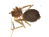  (Islandiana sp. 8MM - BIOUG90618-E12)  @11 [ ] CreativeCommons - Attribution Non-Commercial Share-Alike (2022) Centre for Biodiversity Genomics Centre for Biodiversity Genomics