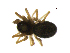  (Lophomma sp. 1MM - BIOUG90618-F01)  @11 [ ] CreativeCommons - Attribution Non-Commercial Share-Alike (2022) Centre for Biodiversity Genomics Centre for Biodiversity Genomics