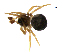  (Dipoena appalachia - BIOUG90618-H05)  @11 [ ] CreativeCommons - Attribution Non-Commercial Share-Alike (2022) Centre for Biodiversity Genomics Centre for Biodiversity Genomics