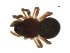  (Ceratinops carolinus - BIOUG90619-A06)  @11 [ ] CreativeCommons - Attribution Non-Commercial Share-Alike (2022) Centre for Biodiversity Genomics Centre for Biodiversity Genomics