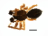  (Agyneta saxatilis - ARACHNO-0098)  @13 [ ] CreativeCommons - Attribution (2009) Unspecified Centre for Biodiversity Genomics
