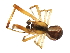  (Anelosimus vittatus - ARACHNO-0036)  @14 [ ] CreativeCommons - Attribution (2009) Unspecified Centre for Biodiversity Genomics