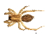  ( - ARACHNO-0040)  @14 [ ] CreativeCommons - Attribution (2009) Unspecified Centre for Biodiversity Genomics