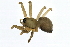  (Palliduphantes ericaeus - ARACHNO-0067)  @12 [ ] CreativeCommons - Attribution (2009) Unspecified Centre for Biodiversity Genomics