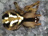  (Theridion ravum - SAC1DGL007)  @12 [ ] CreativeCommons - Attribution  Author: Facundo M. Labarque - MACN-Argentina Museo Argentino de Ciencias Naturales