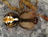  ( - SAU1NFA012)  @12 [ ] CreativeCommons - Attribution  Author: Facundo M. Labarque - MACN-Argentina Museo Argentino de Ciencias Naturales