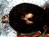  ( - SAC1DDR006)  @12 [ ] CreativeCommons - Attribution  Author: Facundo M. Labarque - MACN-Argentina Museo Argentino de Ciencias Naturales